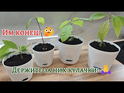 Видео: Я УБИЛА авокадо? Опыт новичка / Пересаживаю авокадо