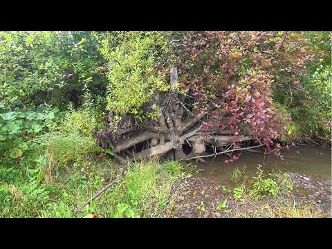 Видео: №32 Минералы. Яшма и сердолики. В поисках черного агата.