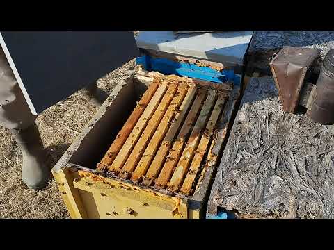 Видео: На пасеке первые весенние работы.