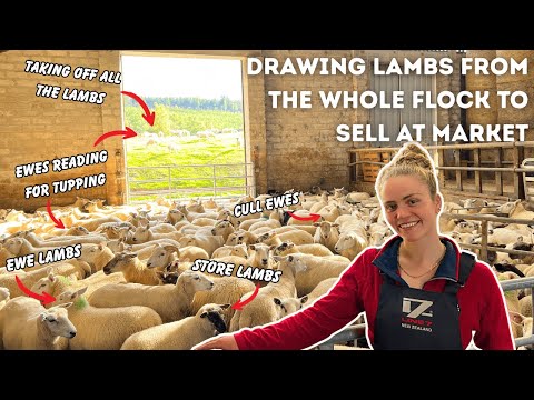 Видео: Снимаем ягнят — большую часть продаём!