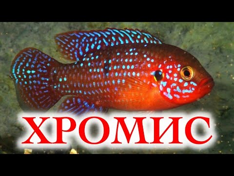 Видео: Хромис Красавец содержание, разведение, совместимость