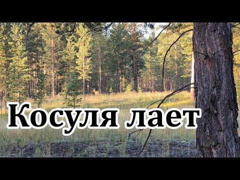 Видео: Как меня косуля облаяла