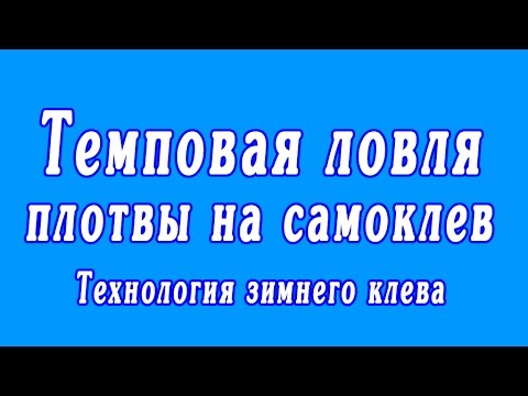 Видео: Темповая ловля плотвы на самоклев | Технология зимнего клева
