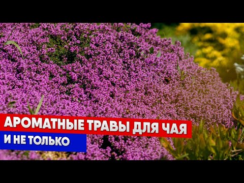 Видео: Ароматные травы для чая и не только