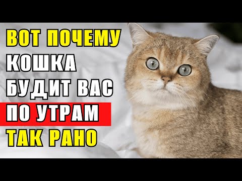 Видео: Ваша Кошка Будит Вас по Утрам?