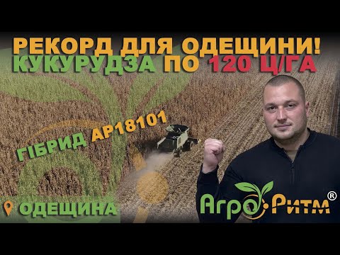 Видео: РЕКОРД ДЛЯ ОДЕЩИНИ!КУКУРУДЗА ВАЛИТЬ ПО 120Ц/ГА!ГІБРИД АР18101, МАНІФІК!JOHN DEERE 9760