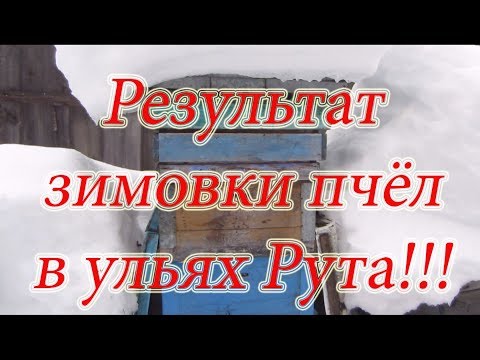 Видео: КАК ЗИМУЕТ КАРНИКА В УЛЬЯХ РУТА НА ВОЛЕ В СУГРОБЕ СНЕГА, РЕЗУЛЬТАТ 100%🔥🔥🔥