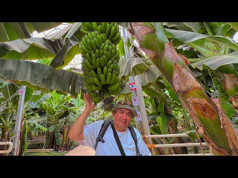 Видео: НАСТОЯЩАЯ БАНАНОВАЯ ПЛАНТАЦИЯ В КАЗАХСТАНЕ, QAZAQ SAMSA, МЫ В ШЫМКЕНТЕ ЕДЕМ В ТАШКЕНТ