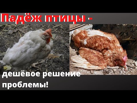 Видео: Почему Дохнут куры? Болезни кур несушек и их лечение народными средствами