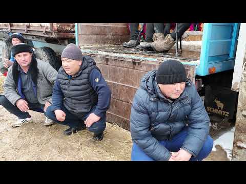 Видео: 16.02.25 Қазығұрт ауданы Үшбұлақ ауылы Әлихан ұлына елден бата алу көкпар.Той иесі Сауытовтар әулеті