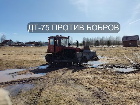 Видео: Трактор ДТ-75 против бобров / Жизнь в деревне