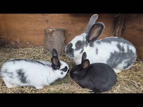 Видео: СОДЕРЖАНИЕ КРОЛИКОВ🐇РАЗВЕДЕНИЕ КРОЛИКОВ🐇🐰🐰🐇🐰