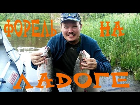 Видео: Форель на Ладожском озере,дикие поклевки ФОРЕЛИ в Карелии,как поймать форель на Ладоге catch a trout