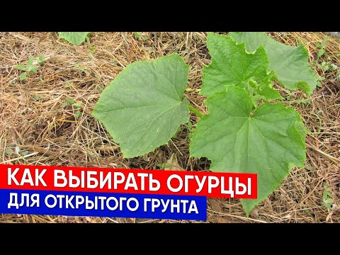 Видео: Как выбирать огурцы для открытого грунта