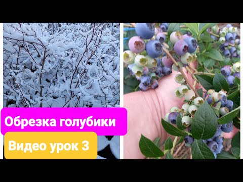 Видео: Обрезка голубики Спартан. Видеоурок 3.