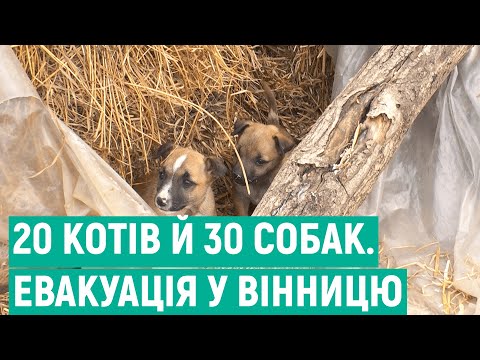 Видео: Чорні, білі, сірі, руді, коричневі, плямисті. Переселенка вивезла на Вінниччину 20 котів та 30 собак