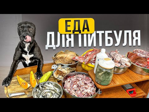 Видео: Как я кормлю ПИТБУЛЕЙ и БУЛЛЕЙ!!!!