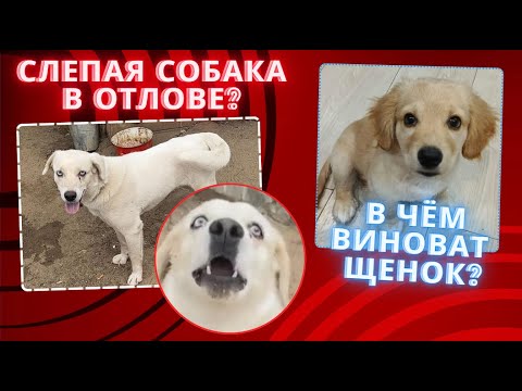 Видео: Слепая собака в отлове?