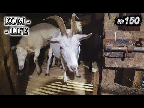 Видео: ✅ Щелевые полы для коз