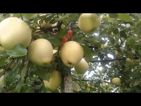 Видео: Сорт яблок Рижский голубок.