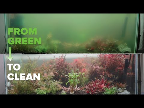 Видео: Как исправить зеленую воду в аквариуме | Простой и быстрый способ избавиться от цветения водорослей