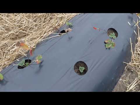 Видео: Мульча для клубники