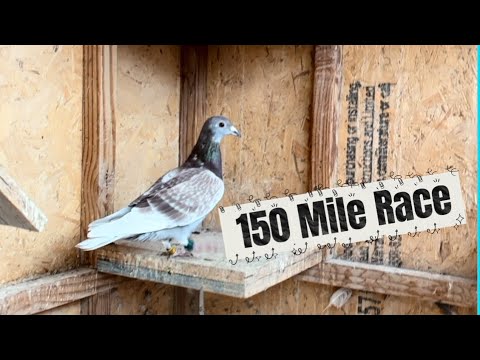 Видео: Безумие гоночного дня: решающий забег на 150 миль!