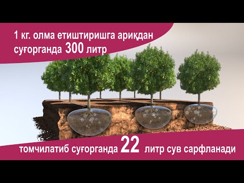 Видео: Томчилатиб суғоришнинг аҳамияти / Tomchilatib sug`orishning ahamiyati