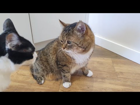 Видео: Були з Пончиком у лікаря. Відвезли малечу в новий дім🐈🐈‍⬛