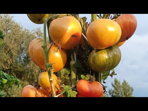 Видео: Урожайные томаты проекта "Гном Томатный" в открытом грунте