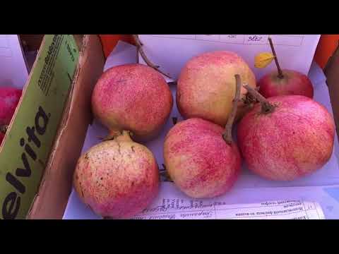 Видео: Итоговый обзор ТТХ  плодоносящих сортов гранат в сезоне 2025 года