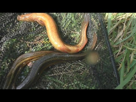 Видео: Вьюн и не только: наловил сачком рыбы и зарыбил пруд -  1 часть