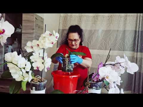 Видео: Как я купаю орхидеи, мои любимые цветы. В конце обращение к подписчикам.