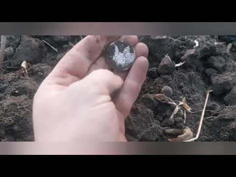 Видео: Кошель срібла перший за 7 років