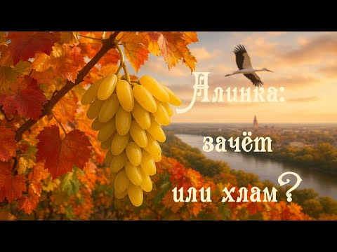 Видео: ГФ Алинка: зачёт или хлам?