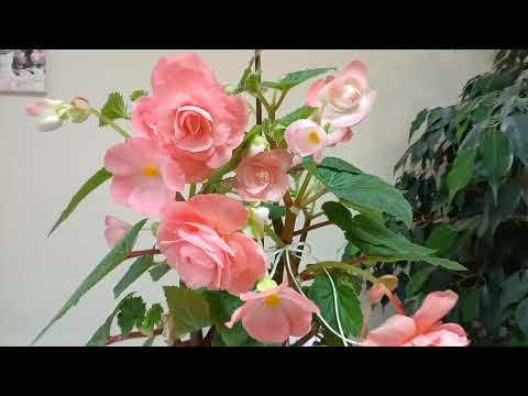 Видео: Бегонии 