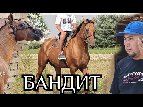 Видео: Нурбек саяпкердин ТААМАЙ АТТАРЫ🔥13 августа 2025 г.