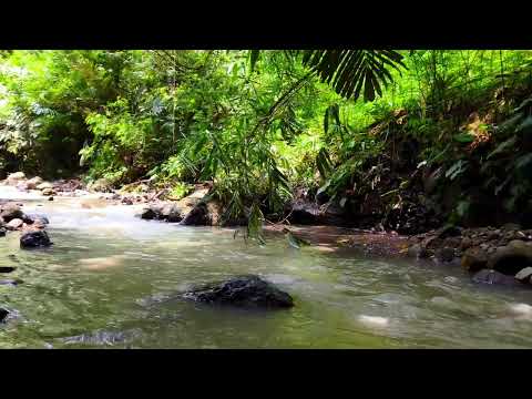 Видео: Лесная атмосфера, звуки воды, пение птиц, ASMR