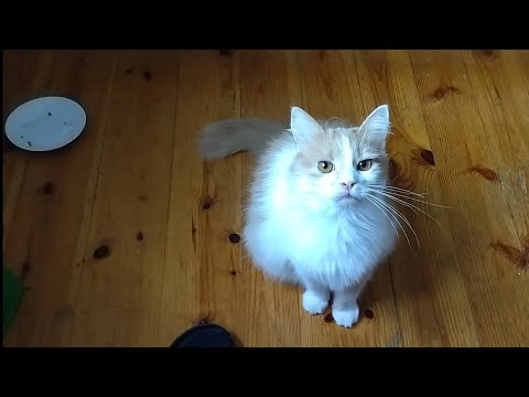 Видео: Уличный кот попрошайка - бедолага просит покушать