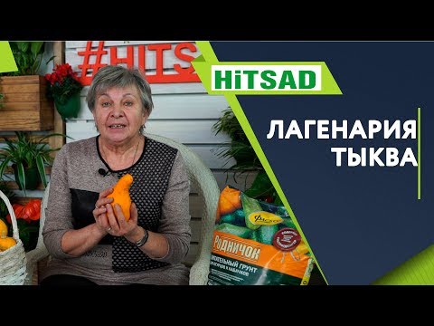 Видео: Посуда из Тыквы ✔️ Семена Лагенарии ✔️ Необычная тыква ✔️ Посудная тыква