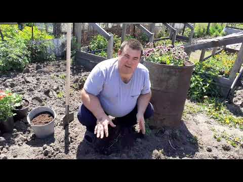 Видео: Как правильно высадить Хризантему мультифлора.