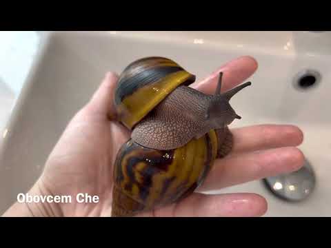 Видео: ЖИВЫЕ КАМНИ, МЕГАСЫ, МАРГИНАТЫ, ТИГРЫ | Улитки и редкие растения