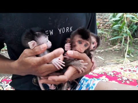 Видео: Спариваются ли свинохвостые обезьяны с длиннохвостыми обезьянами?