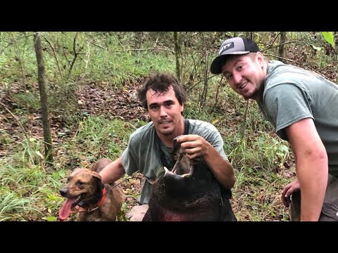 Видео: Охота на кабанов с собаками в самых густых чащах юго-востока США 🐗🐕