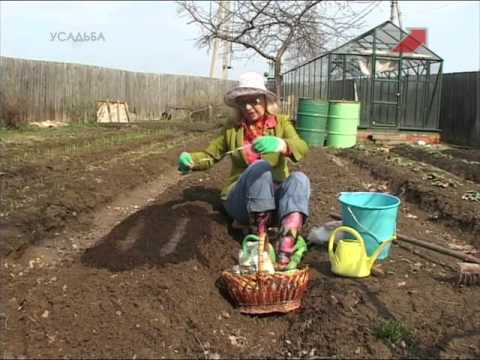 Видео: Лучки пучки. Серия 203.  Посев семян моркови в открытый грунт.