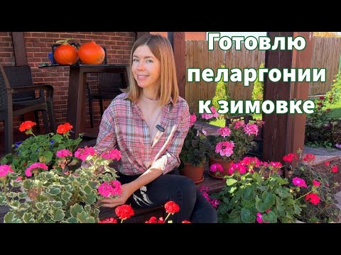 Видео: Как сохранить пеларгонию до следующего лета. Что обязательно нужно сделать