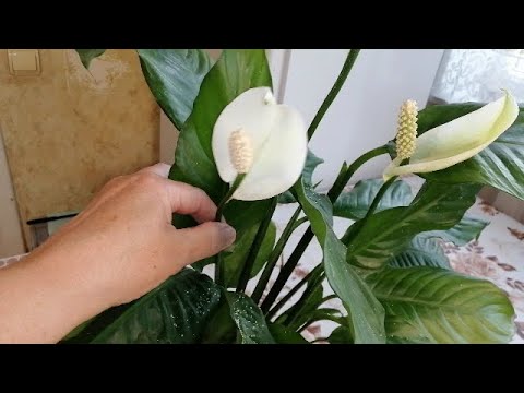 Видео: 🌸🌸КАК ЗАСТАВИТЬ СПАТИФИЛЛУМ ЦВЕСТИ ДОМА!