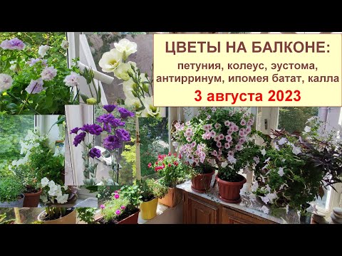 Видео: Цветы на балконе. Петуния, калла, львиный зев, эустома, ипомея батат, колеус в горшках. Август 2023
