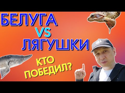 Видео: Белуга против лягушек 2! Справилась ли белуга с лягушками?
