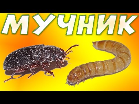 Видео: Мучной червь - ферма для выращивания дома